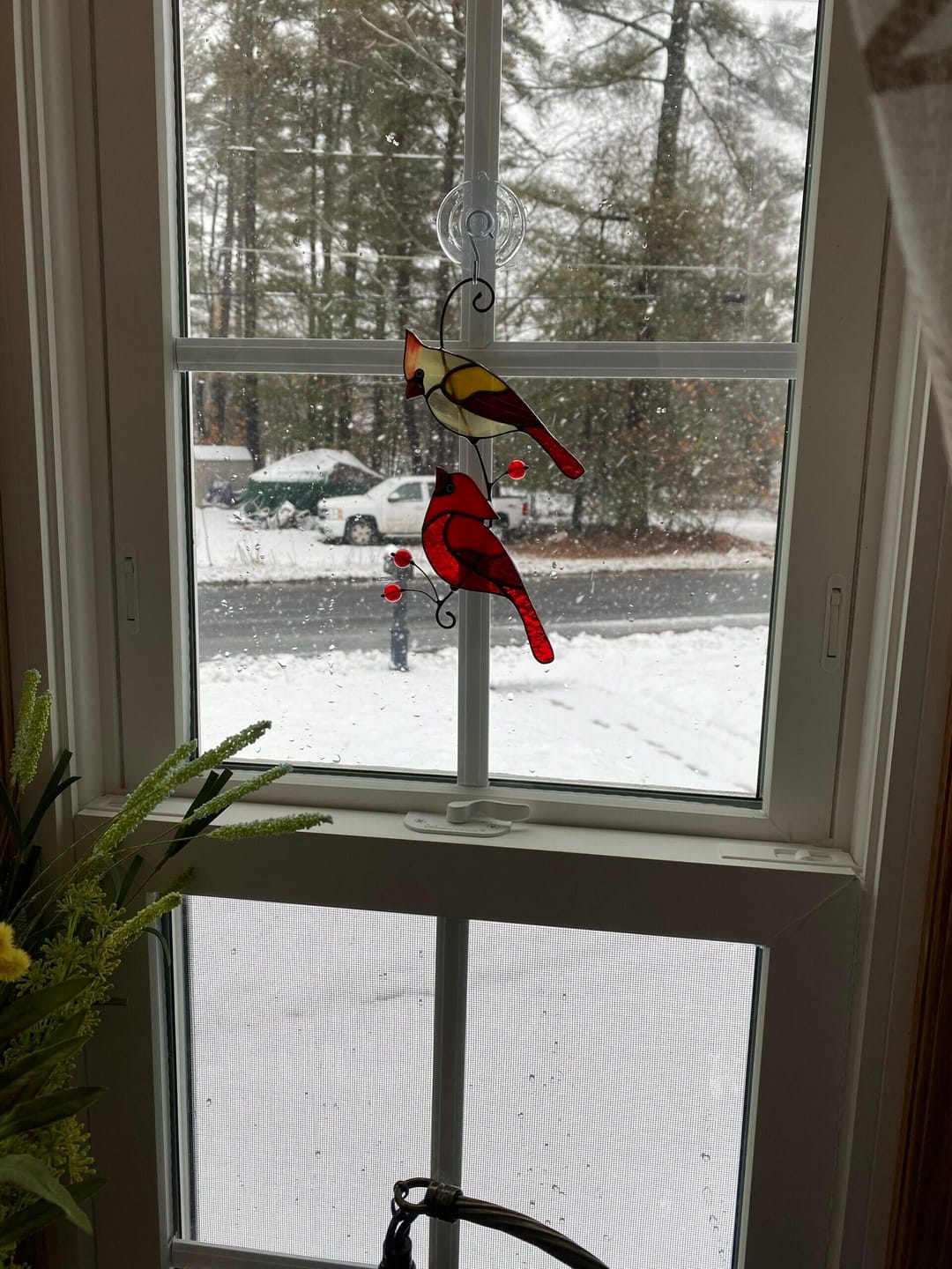 Customer photo review of Hugging Red Cardinals