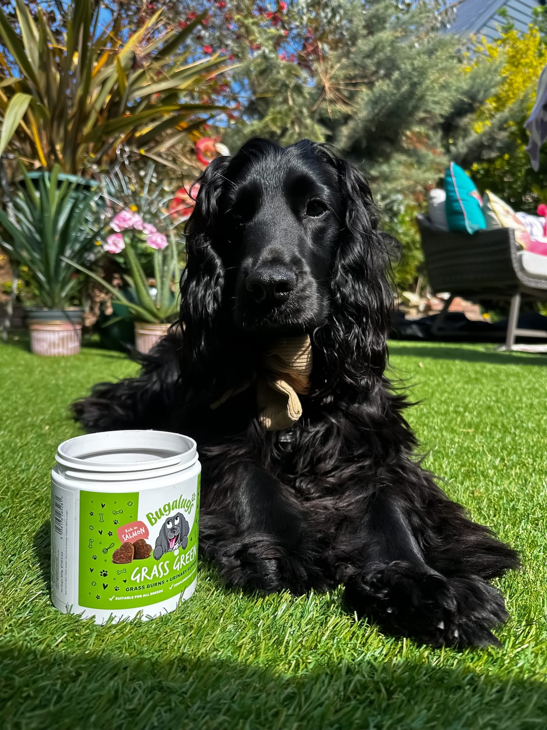 Customer photo review of Grass Green Supplement Chews for Dogs