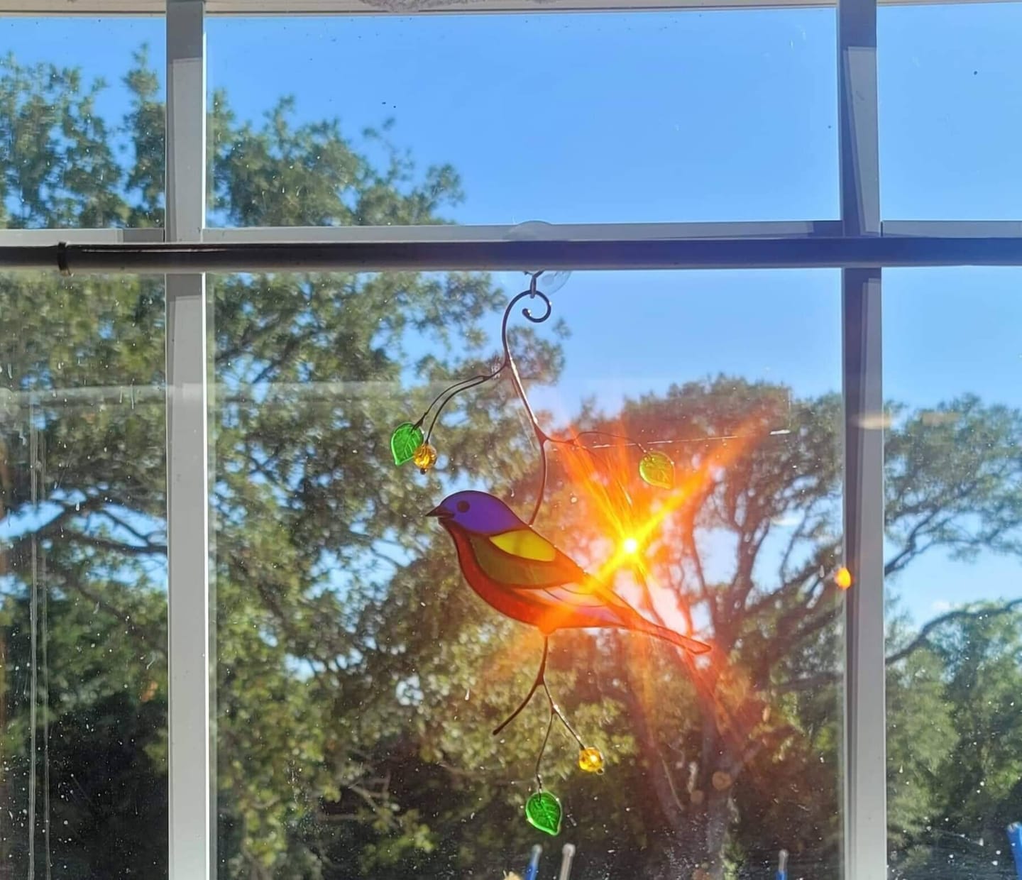 Customer photo review of Painting Bunting Bird