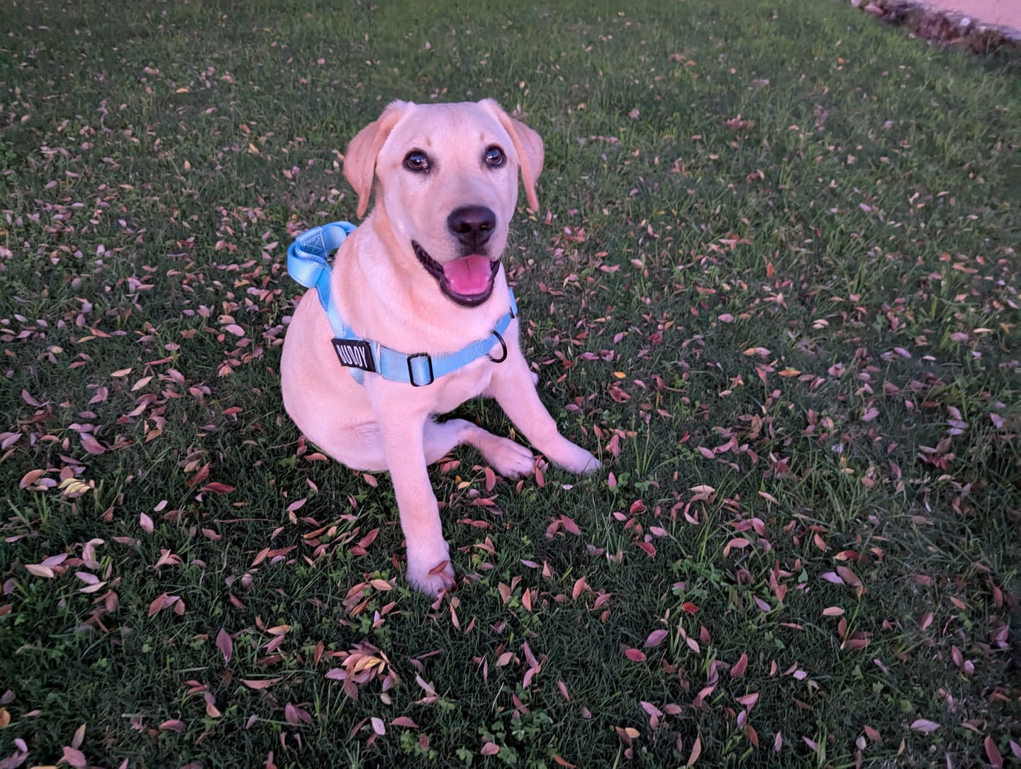 Customer photo review of No Pull Dog Harness