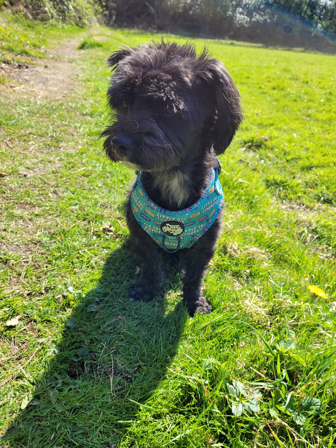 Customer photo review of Little dog syndrome harness