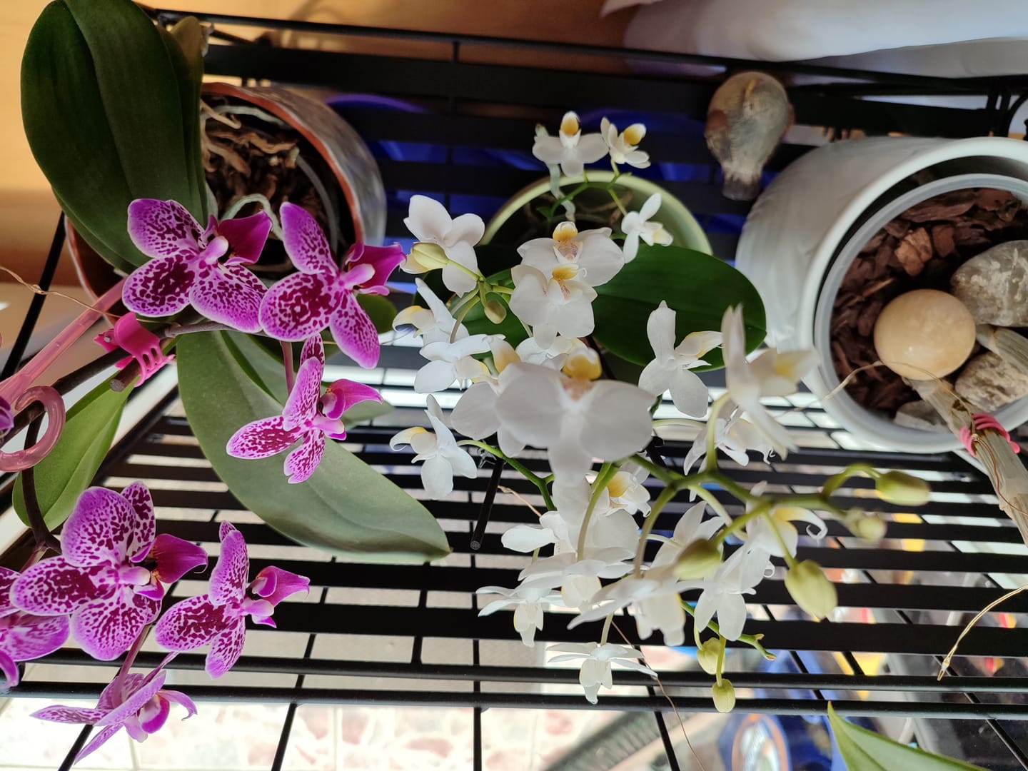 Customer photo review of Table Dance Weiß mit weißen Blüten und 3 Rispen