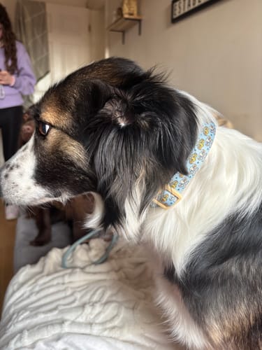 Customer photo review of Disney© Collar - Lion Friends