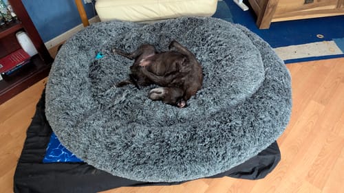 Customer photo review of PaWz Premium Calming Pet Bed with Removable Cover