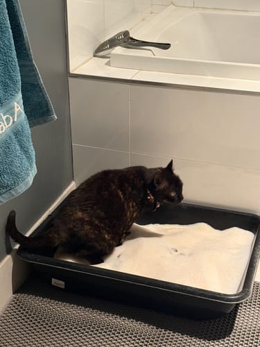 Customer photo review of 3 Month Supply - 1 Cat