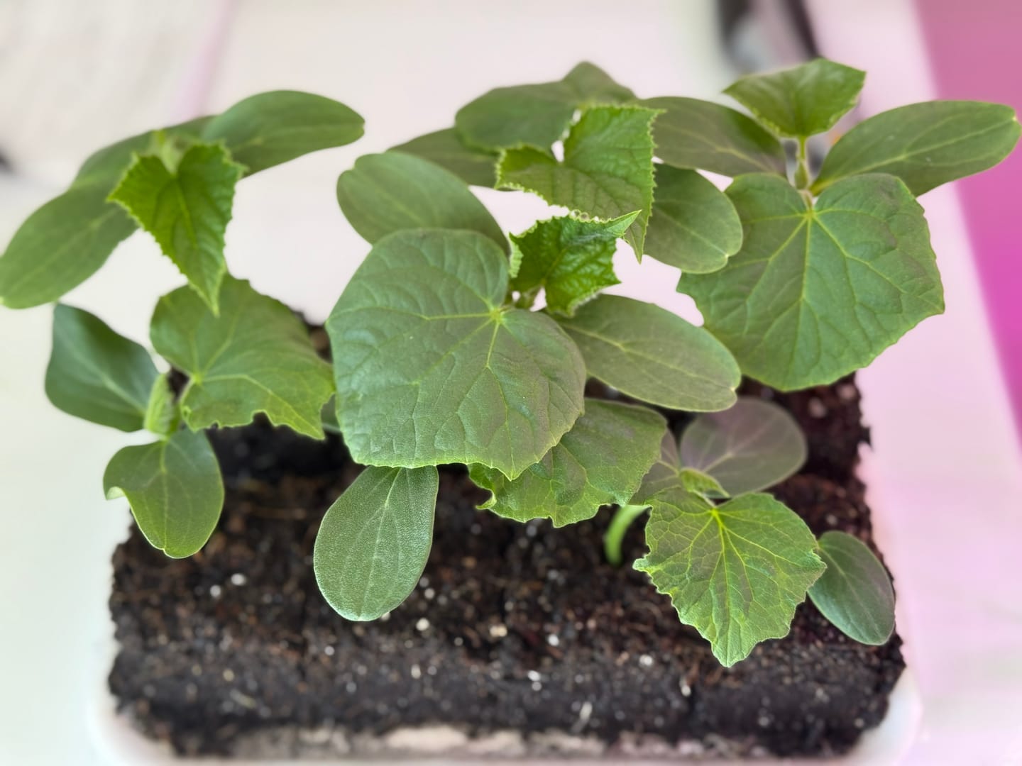 Customer photo review of Soil Block Maker Large 4 Cells