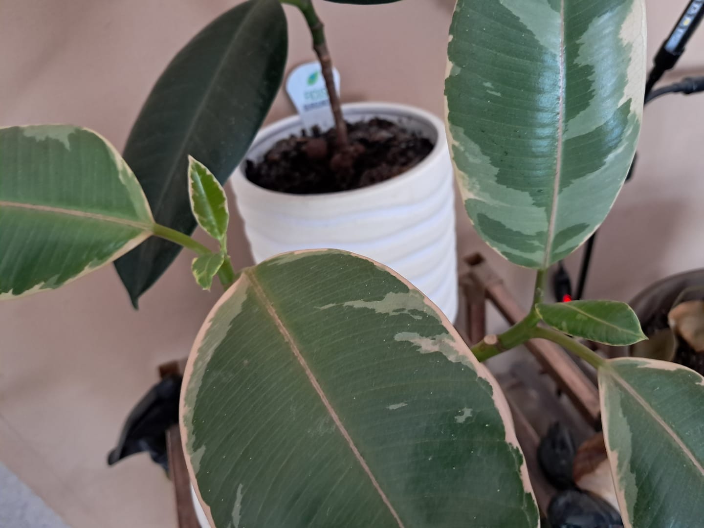 Customer photo review of Plant Care Kit