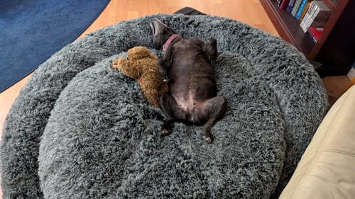 Customer photo review of PaWz Premium Calming Pet Bed with Removable Cover