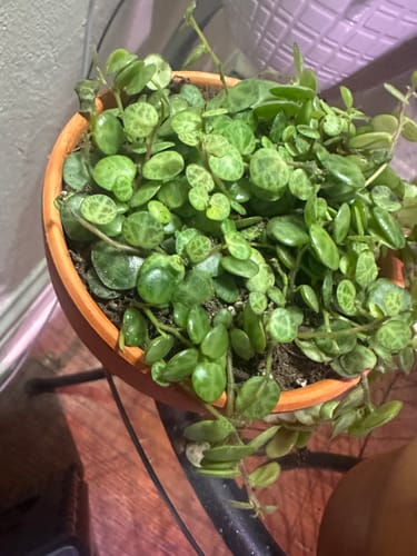 Customer photo review of Peperomia prostrata | String of Turtles