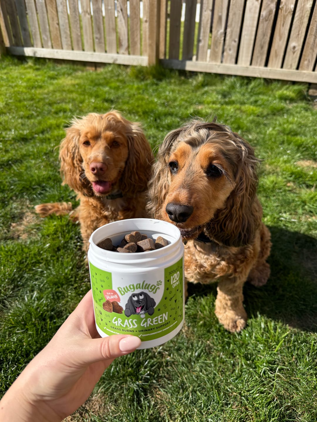 Customer photo review of Grass Green Supplement Chews for Dogs