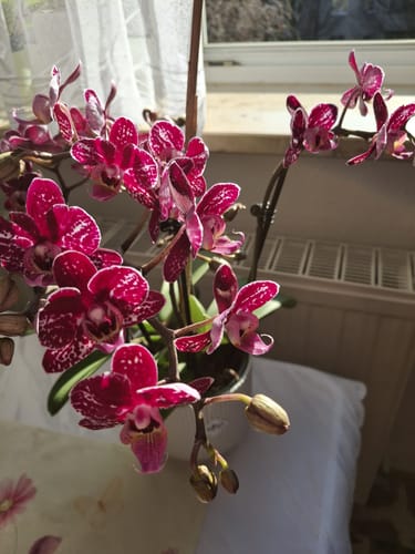 Customer photo review of Große Two of Us Coco Purple Rain mit lila-gefleckten Blüten und 4+ Rispen