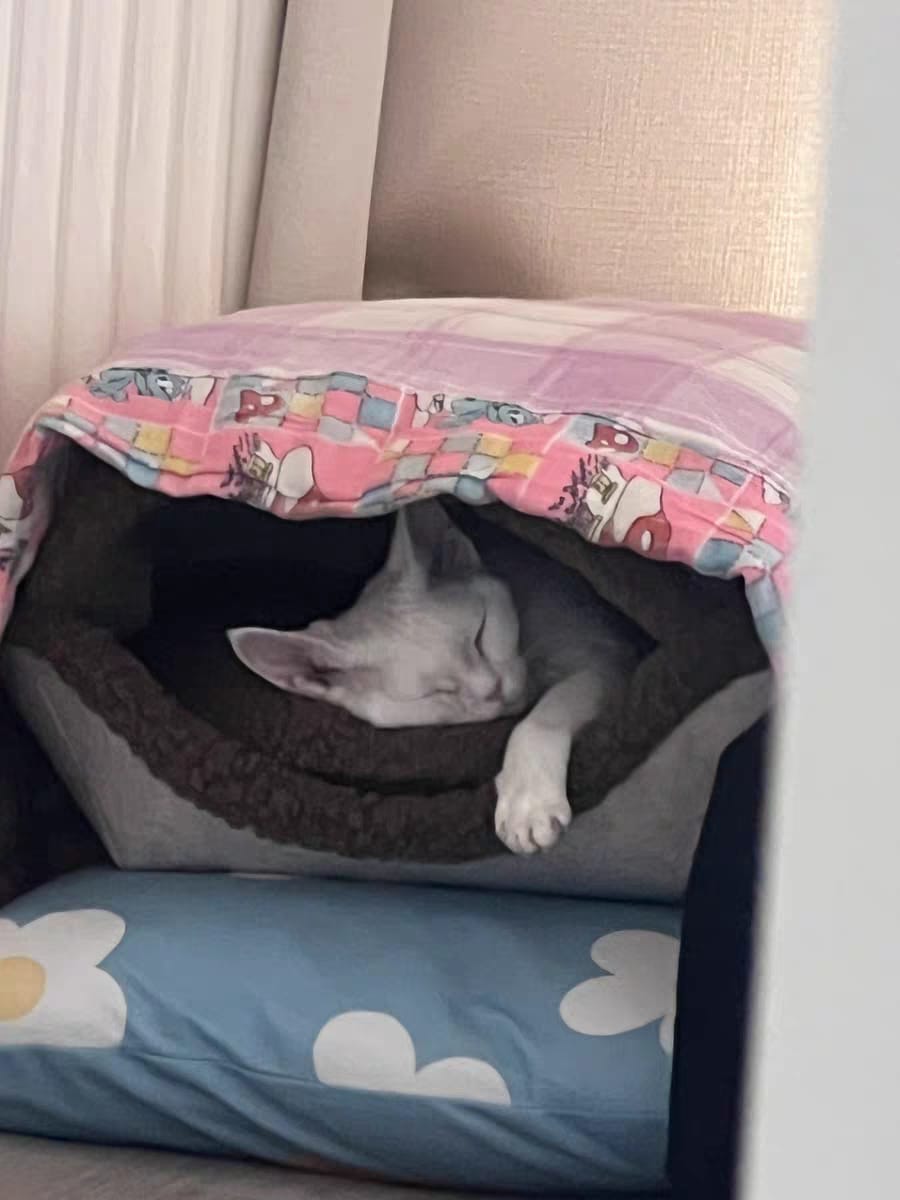 Customer photo review of Semi-Enclosed Dual-Mode Shell Cat Bed