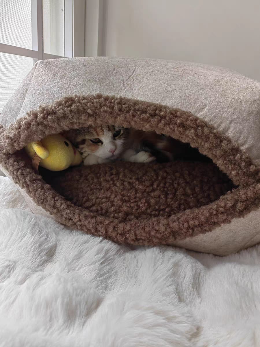 Customer photo review of Semi-Enclosed Dual-Mode Shell Cat Bed