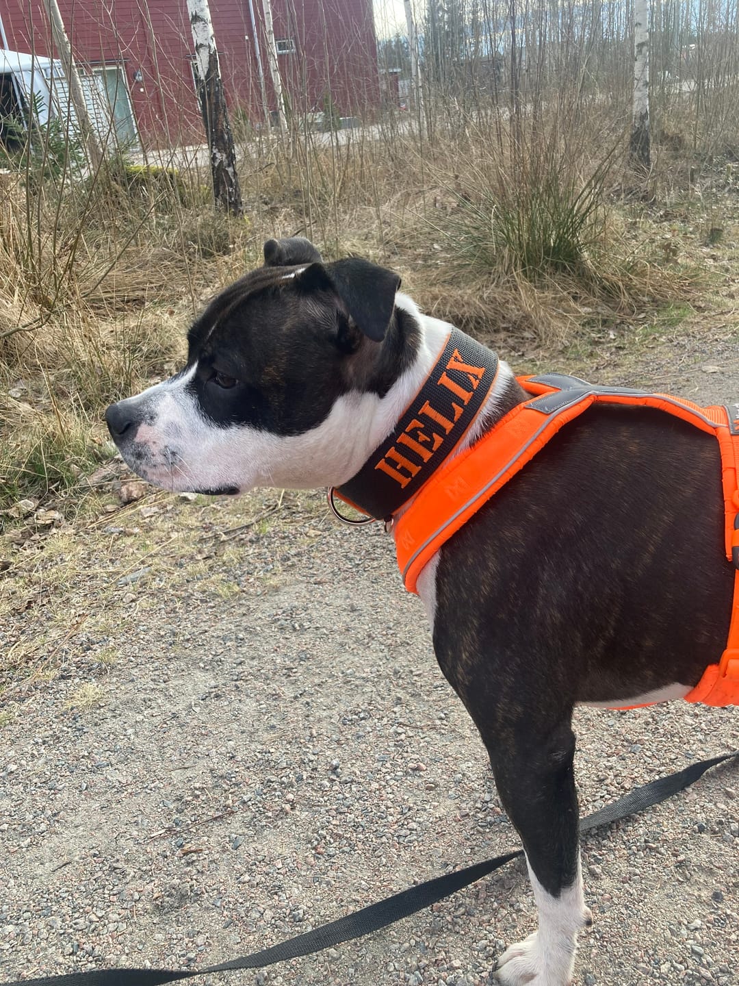 Customer photo review of Hundhalsband med namn