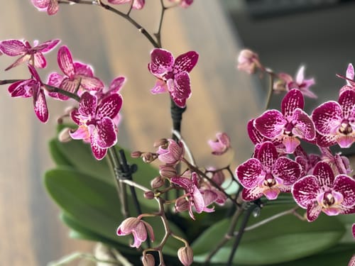 Customer photo review of Große Two of Us Farbmix im 3er Set mit 3 Rispen