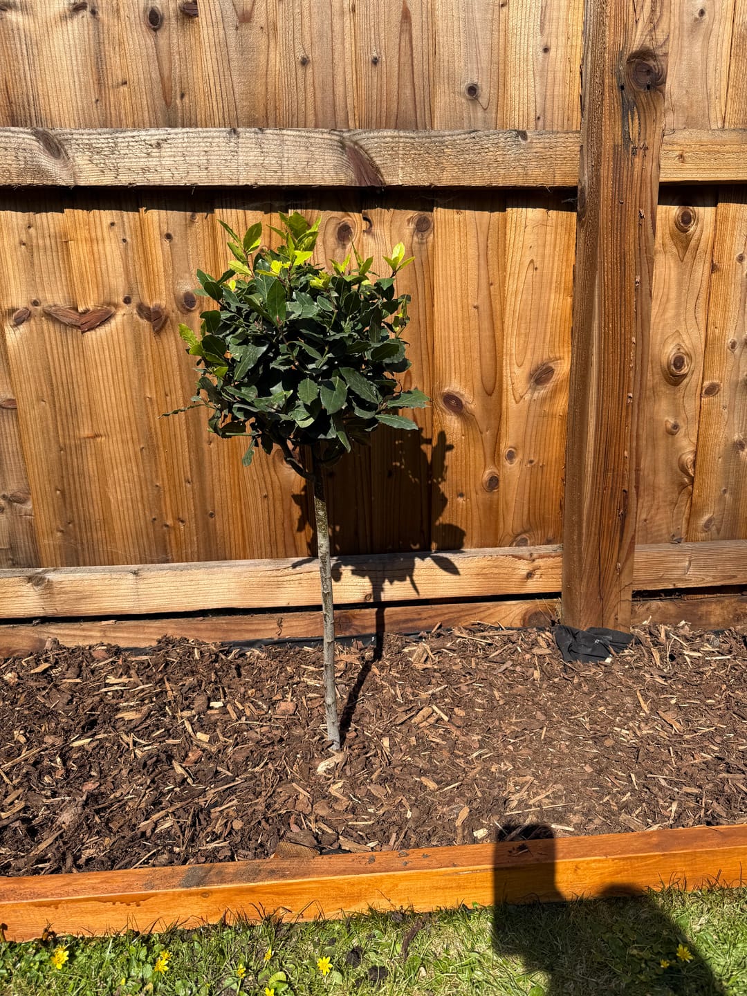 Customer photo review of Standard Bay Trees