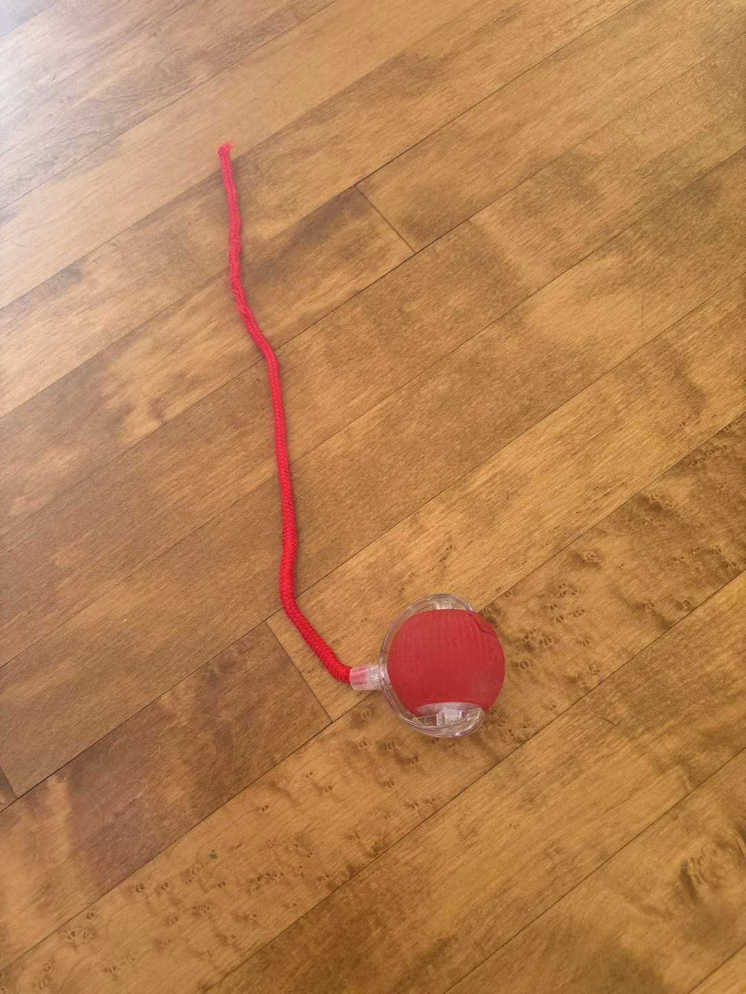 Customer photo review of Automatic Rolling Ball Toy For Dogs & Cats