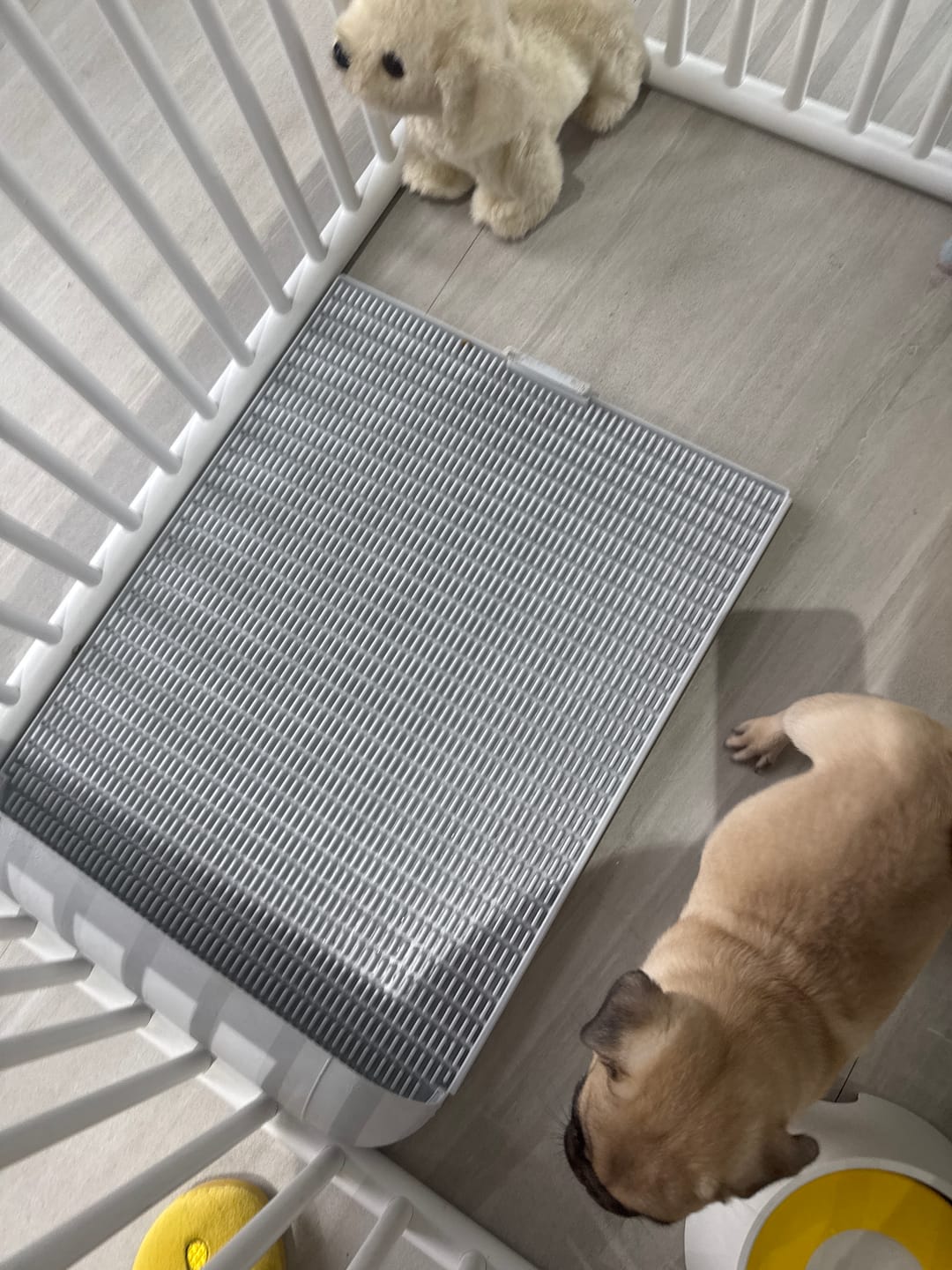 Customer photo review of Extended Protrusion Potty Pad (Size L)