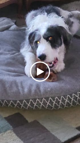Customer video review of Smoked Beef Marrow Bone