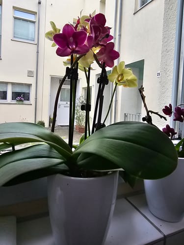 Customer photo review of Cocktail Orchidee mit gelb-roten Blüten und 5+ Rispen
