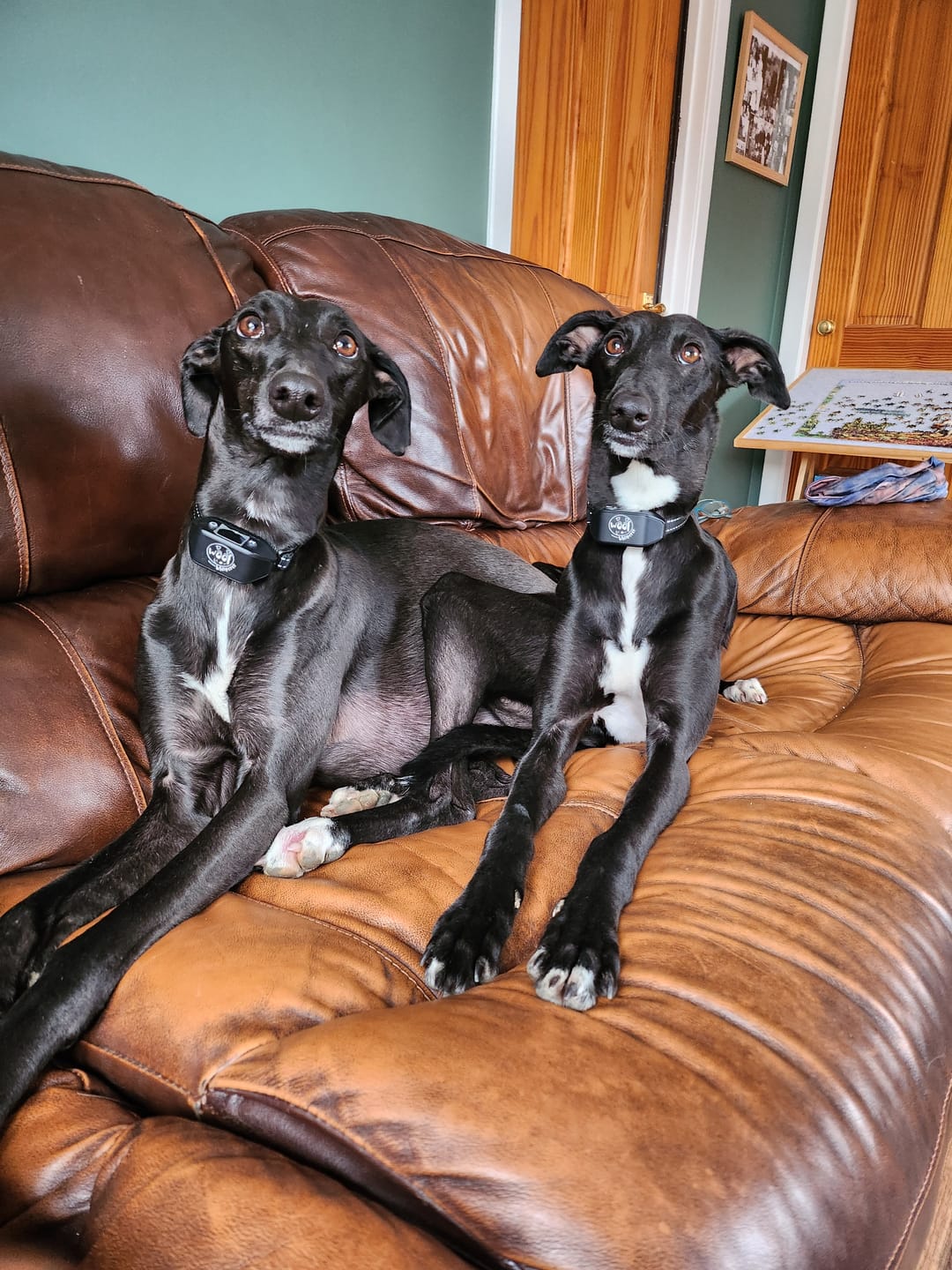 Customer photo review of Rechargeable Anti Bark Training Collar - Sound & Vibration - No Shock
