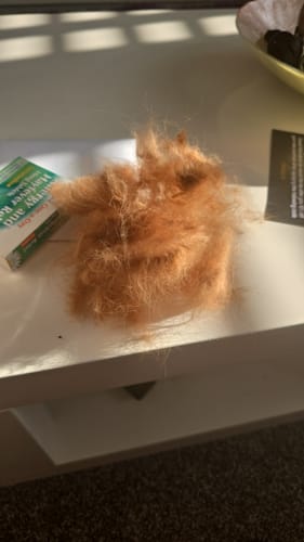 Customer photo review of Dematting Rake Double-sided Grooming Comb