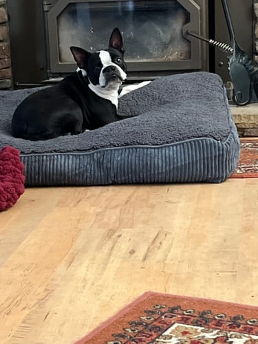 Customer photo review of GCP Flea & Tick Natural Defense for Dogs - 100 Soft Chews