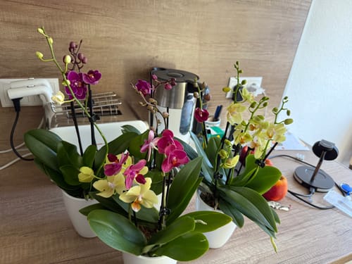 Customer photo review of Cocktail Orchideen im 2er Set mit 3+ Rispen inkl. Keramik