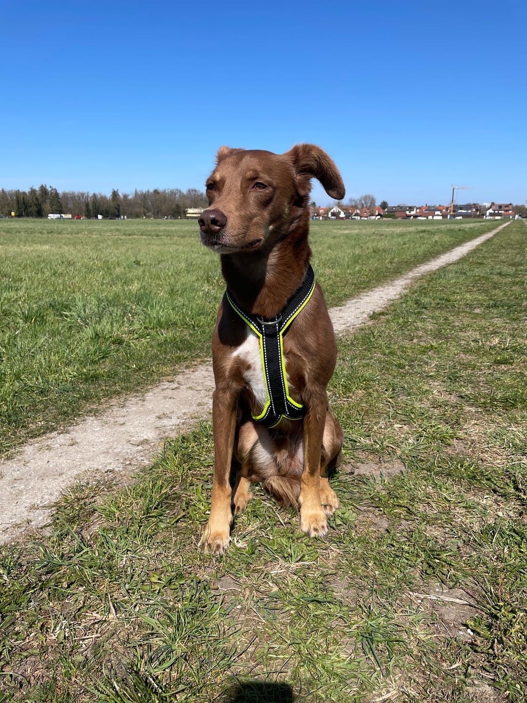 Customer photo review of Windhundgeschirr REFLEX "Yellow"