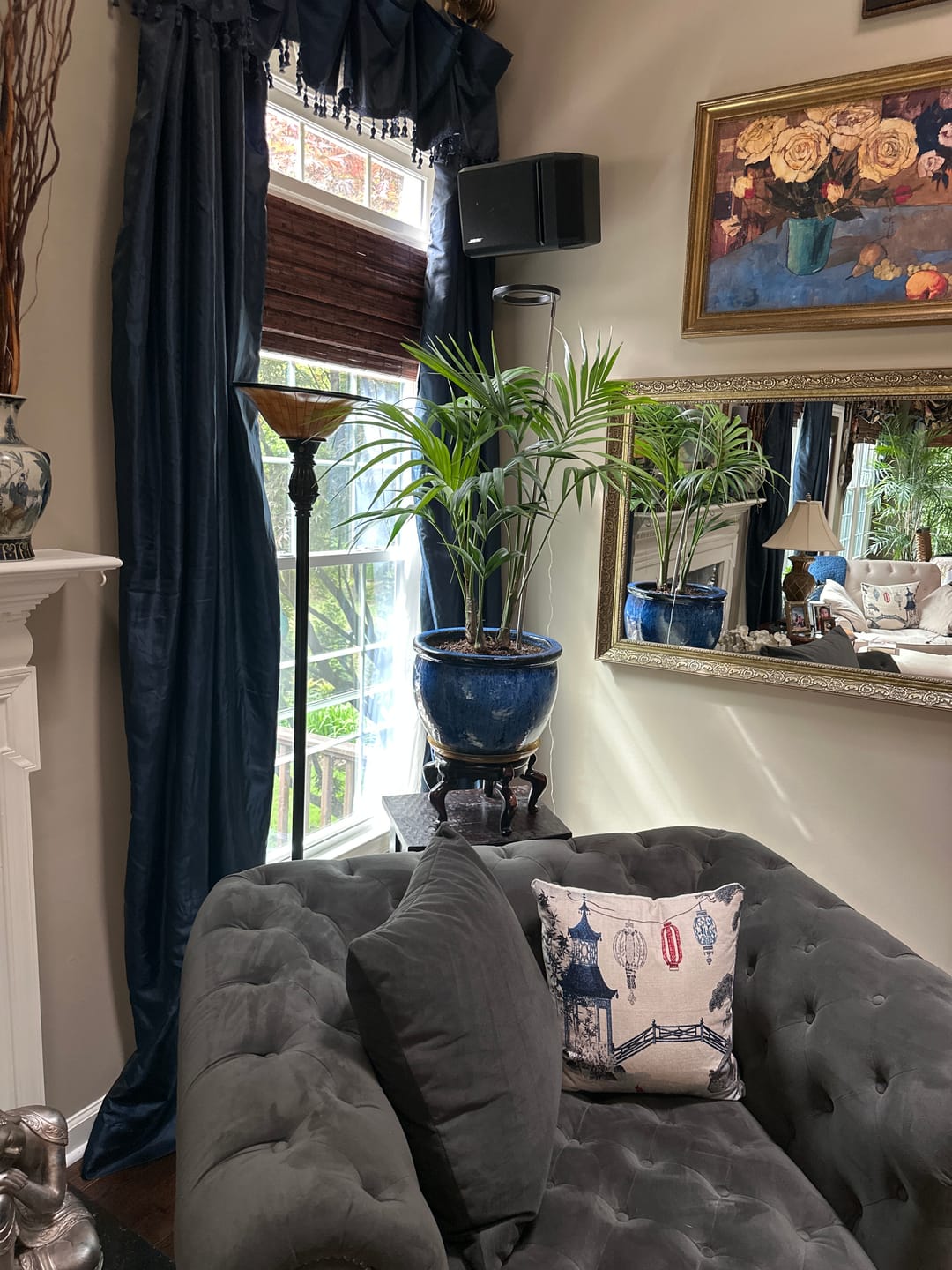 Customer photo review of Kentia Palm, Howea Forsteriana, Exotic and Rare