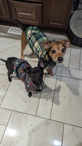 Customer photo review of Rock and Roll Dog Hoodie