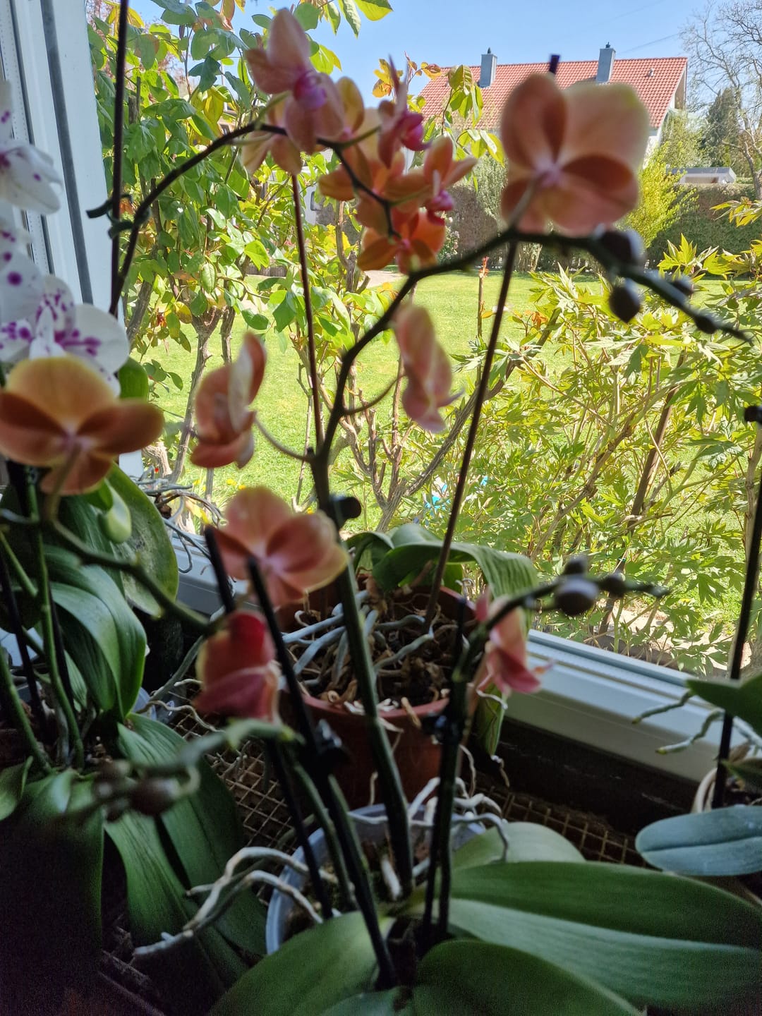 Customer photo review of Große Two of Us Dame Etna mit orange-gelben Blüten und 4 Rispen