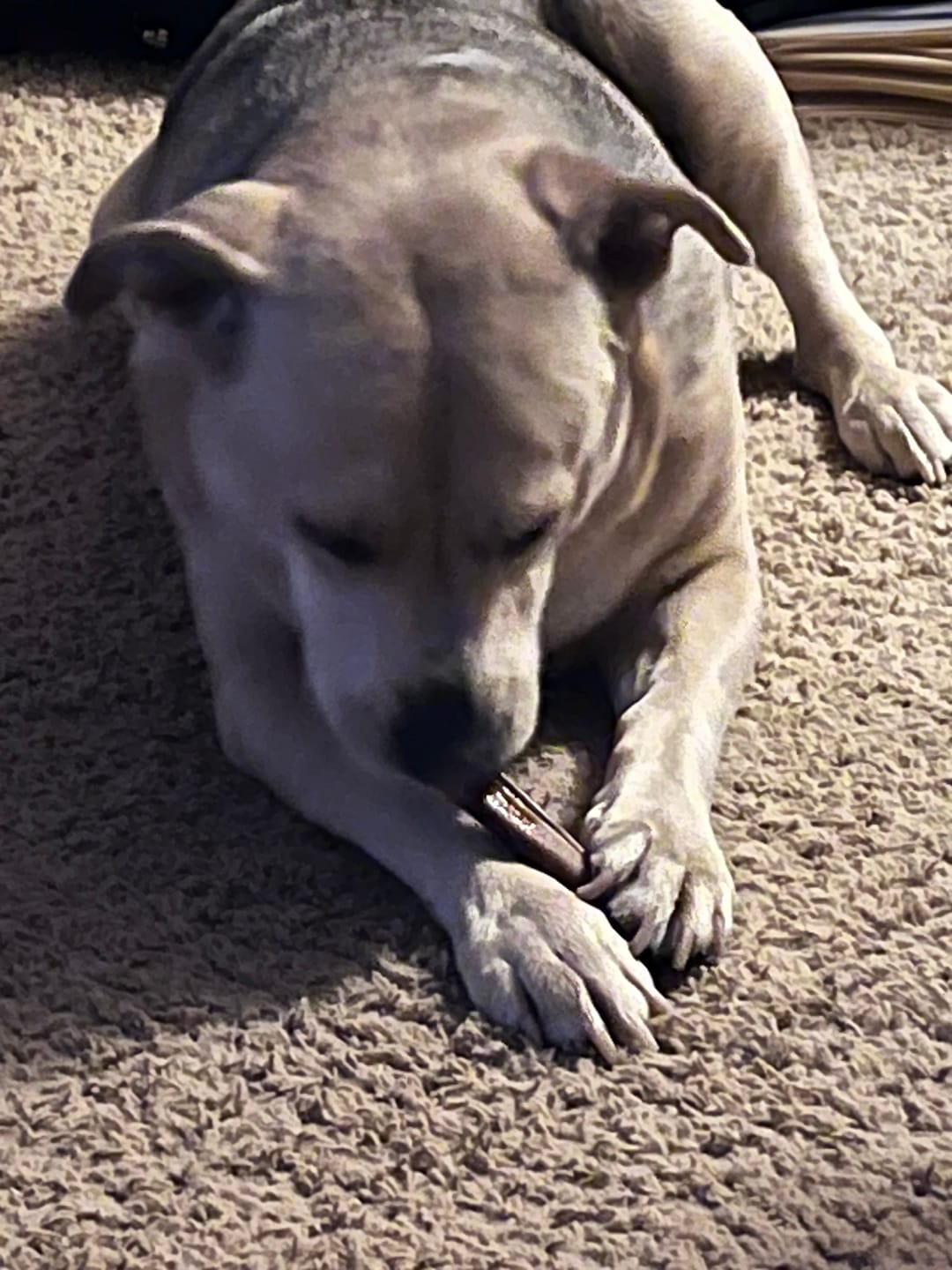 Customer photo review of 1 LB Chew Pack