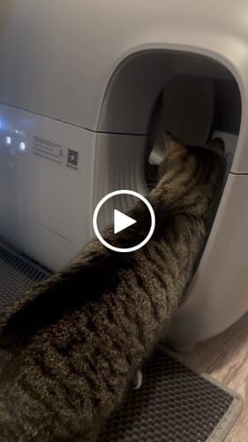 Customer video review of Self-Cleaning Litter Box