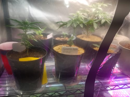 Customer photo review of Continuum™ Microbial Inoculant
