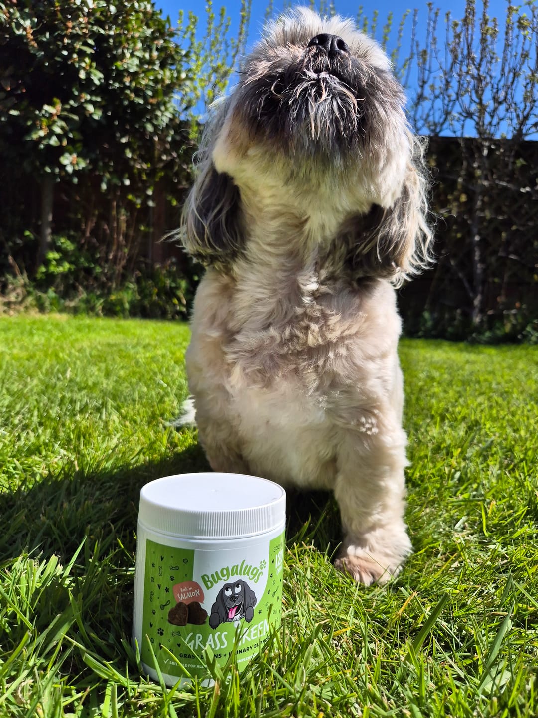 Customer photo review of Grass Green Supplement Chews for Dogs