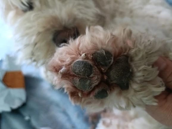 Customer photo review of Dog Paw Trimmer with LED Light