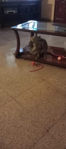 Customer photo review of Automatic Rolling Ball Toy For Dogs & Cats