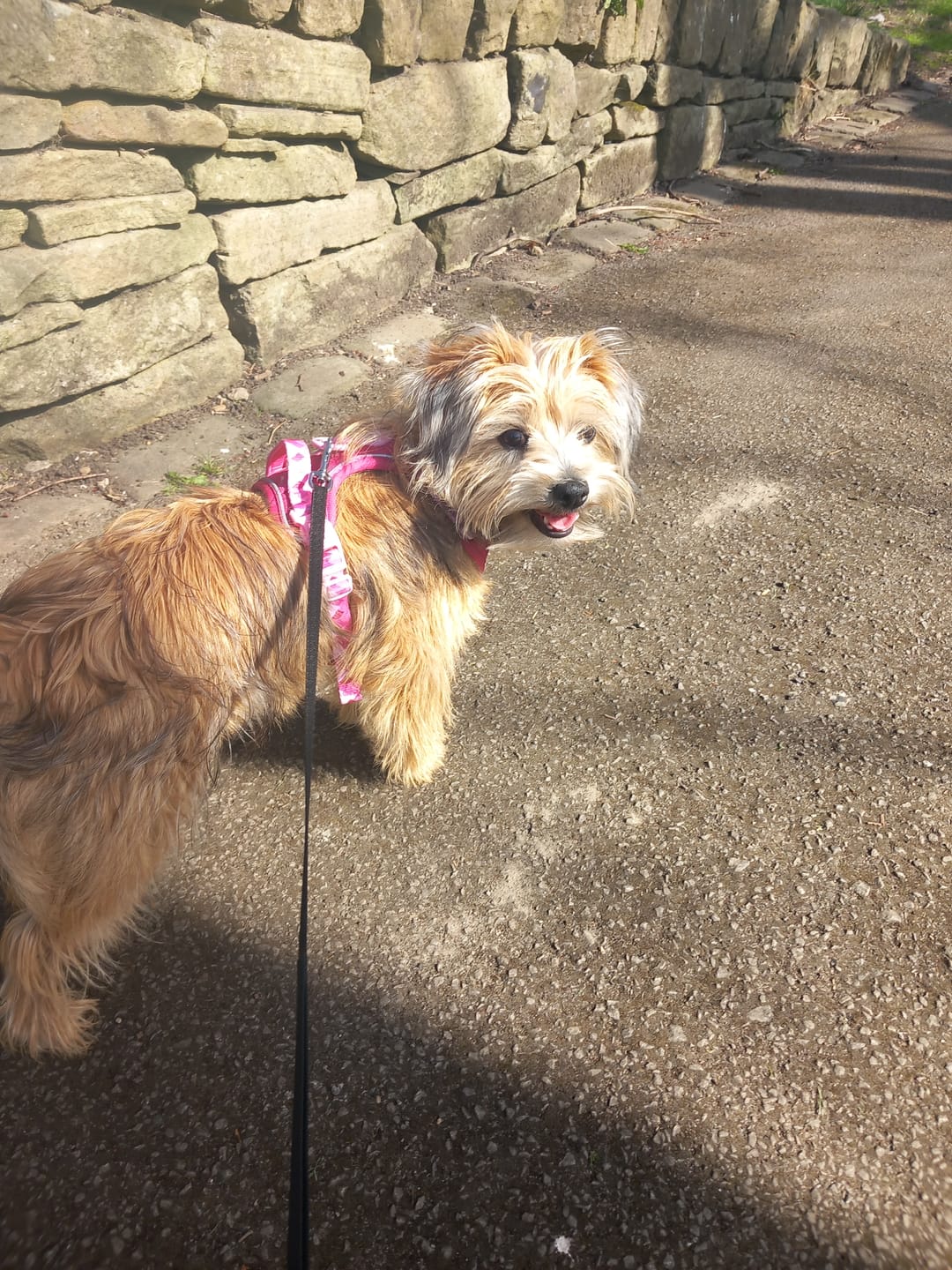 Customer photo review of Tough Trails™ Harness - Walkies Ready® Raspberry Pink
