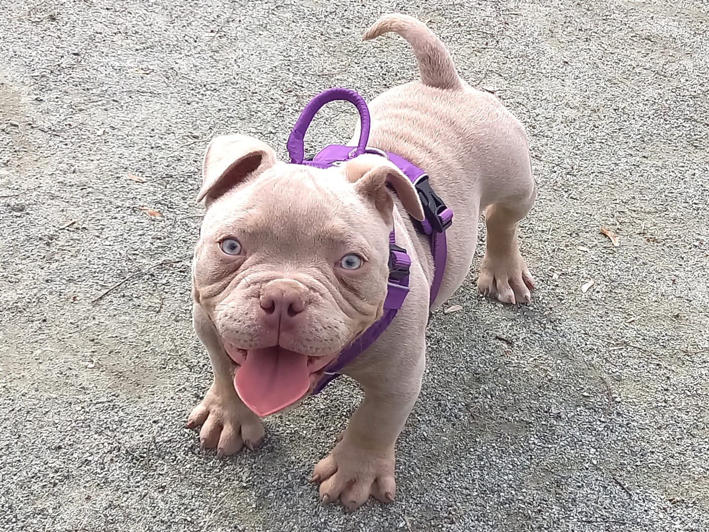 Customer photo review of Air Harness | Anti-Pull & With Handle - Purple
