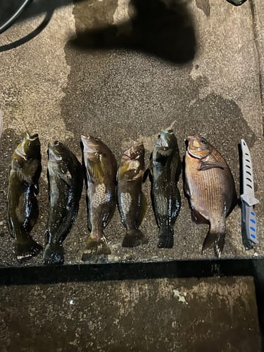 Customer photo review of Fisherman's Life® Jiggy Jigs 20g, 30g, 40g 50g (Four Color Variations)