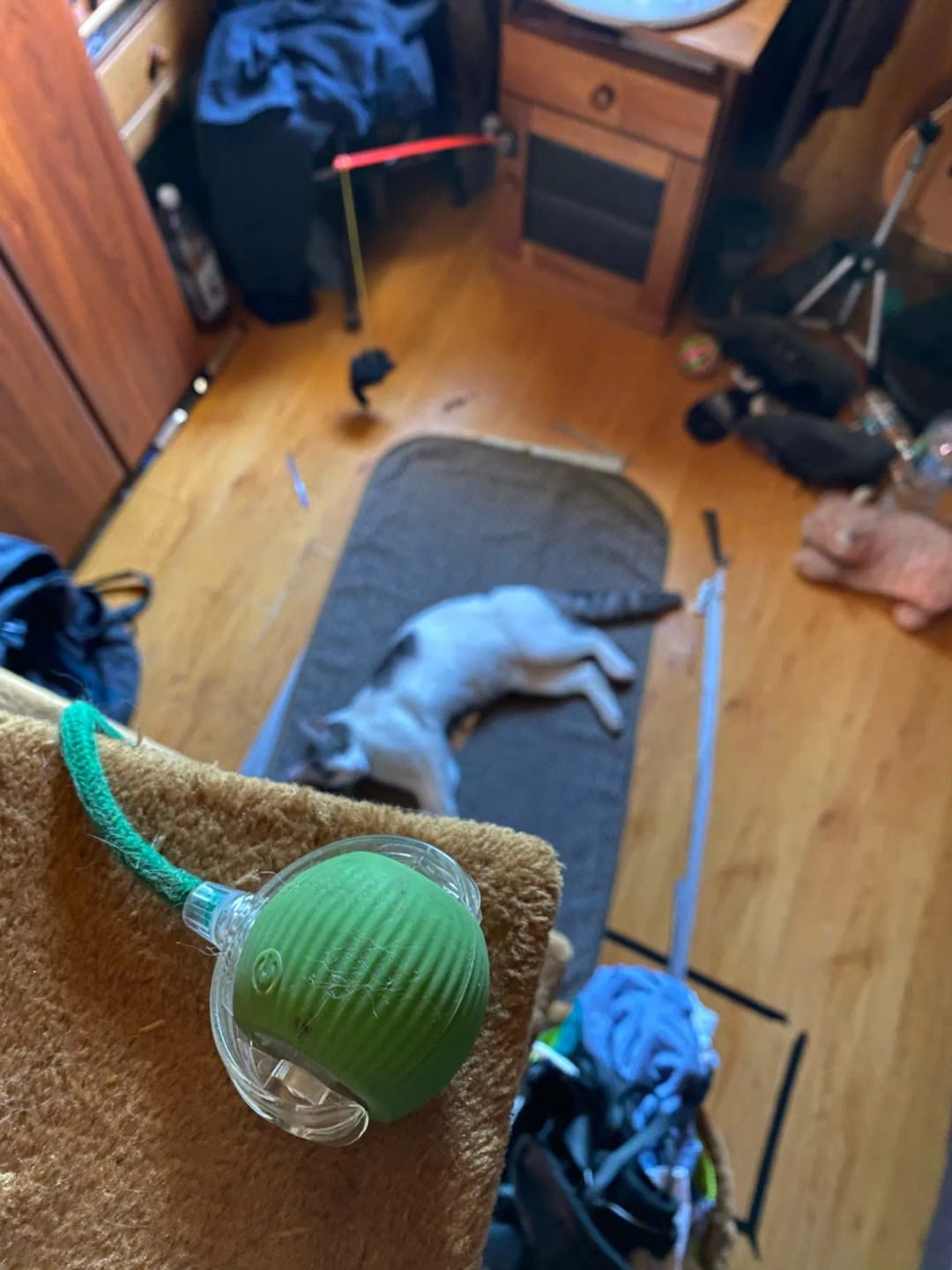 Customer photo review of Automatic Rolling Ball Toy For Dogs & Cats