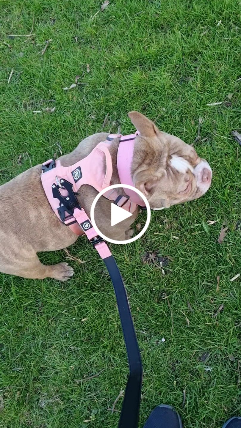 Customer video review of 1.4m Swivel Combat Lead | Anti-Tangle & Secure Clip - Pink