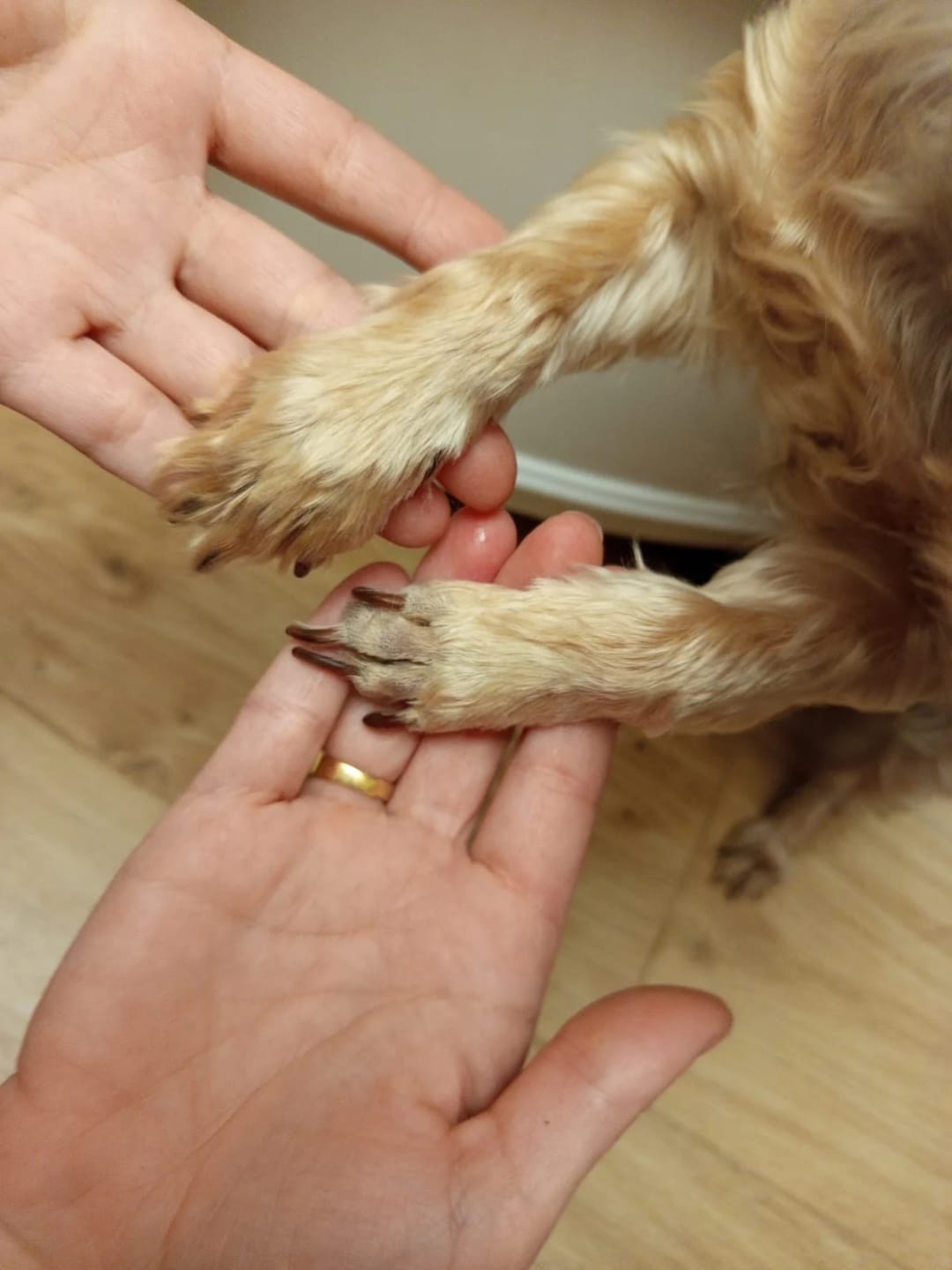Customer photo review of Dog Paw Trimmer with LED Light