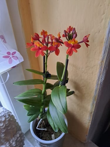 Customer photo review of Übertopf Wave Vase in verschiedenen Farben (9cm Töpfe)