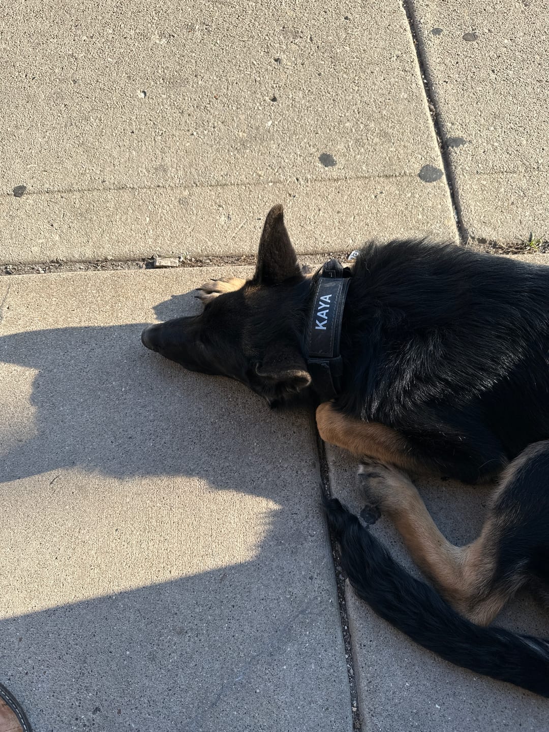 Customer photo review of Metal-Buckle Tactical K9 Dog Collar With Hook & Loop Panel & Top Handle