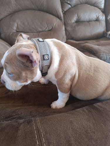 Customer photo review of Slip N' Clip Collar | XS-M Breeds - Grey