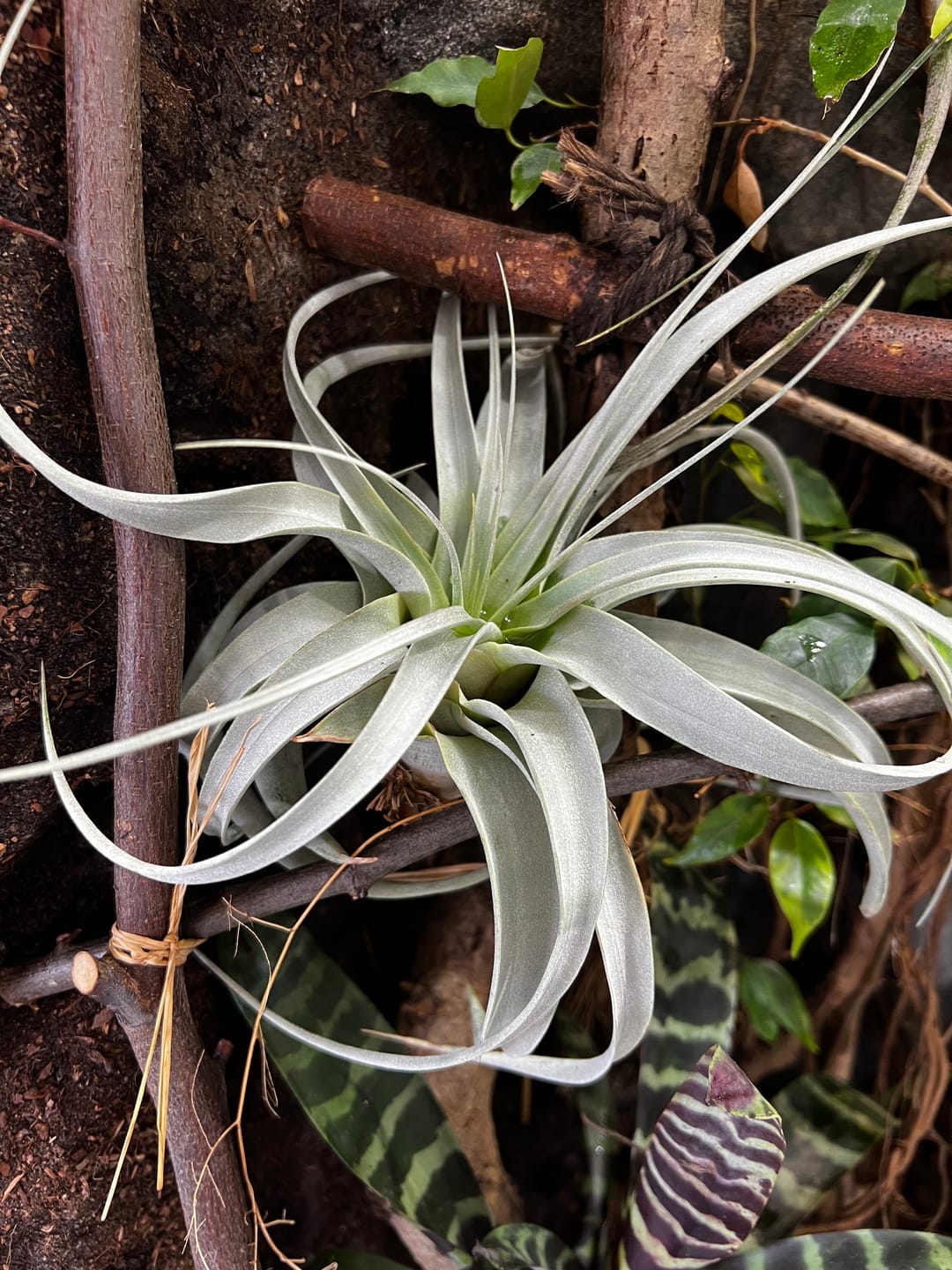 Customer photo review of Tillandsia xerographica
