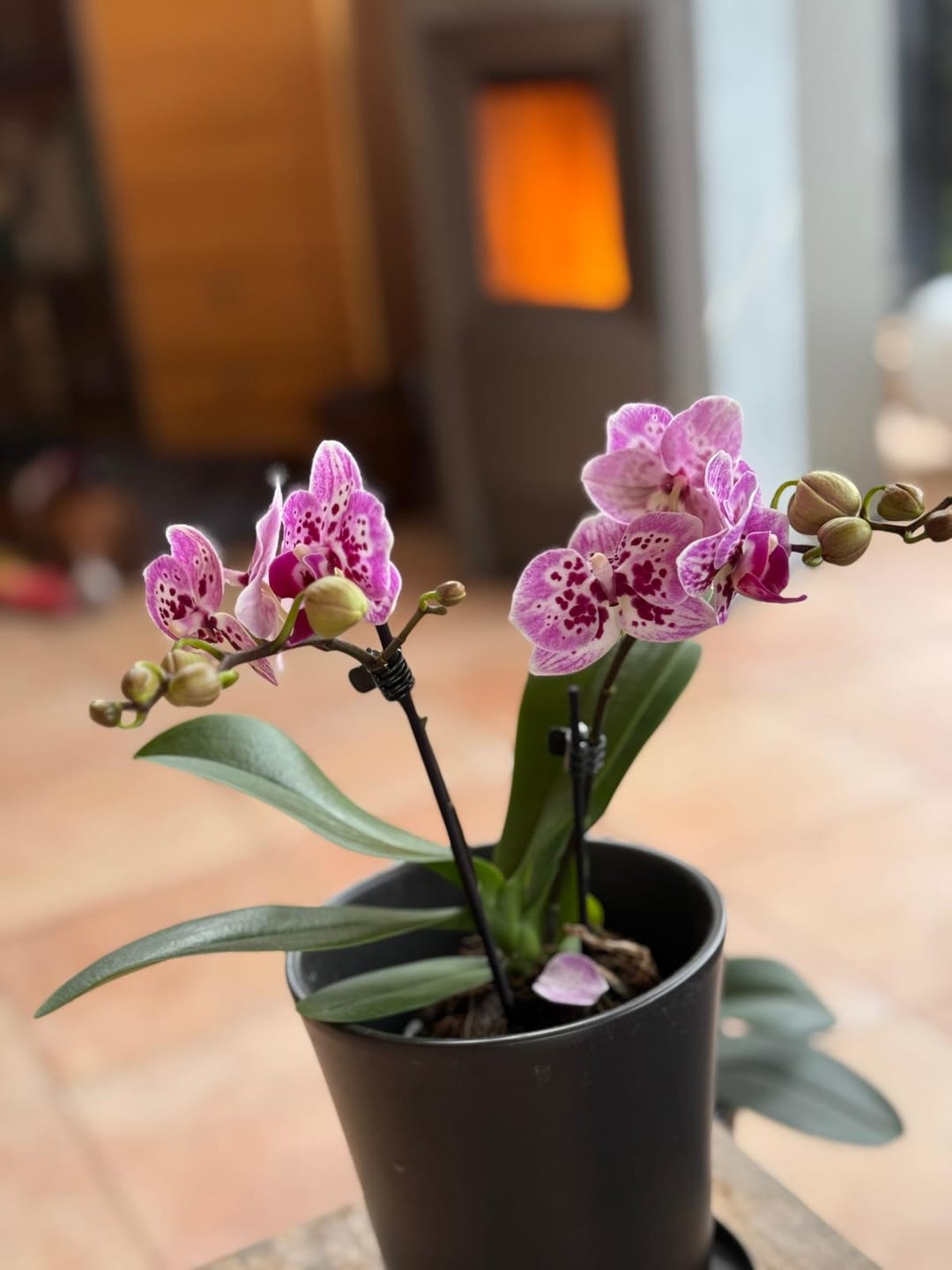Customer photo review of Table Dance Diamond Girl mit pink getupften Blüten und 2 Rispen
