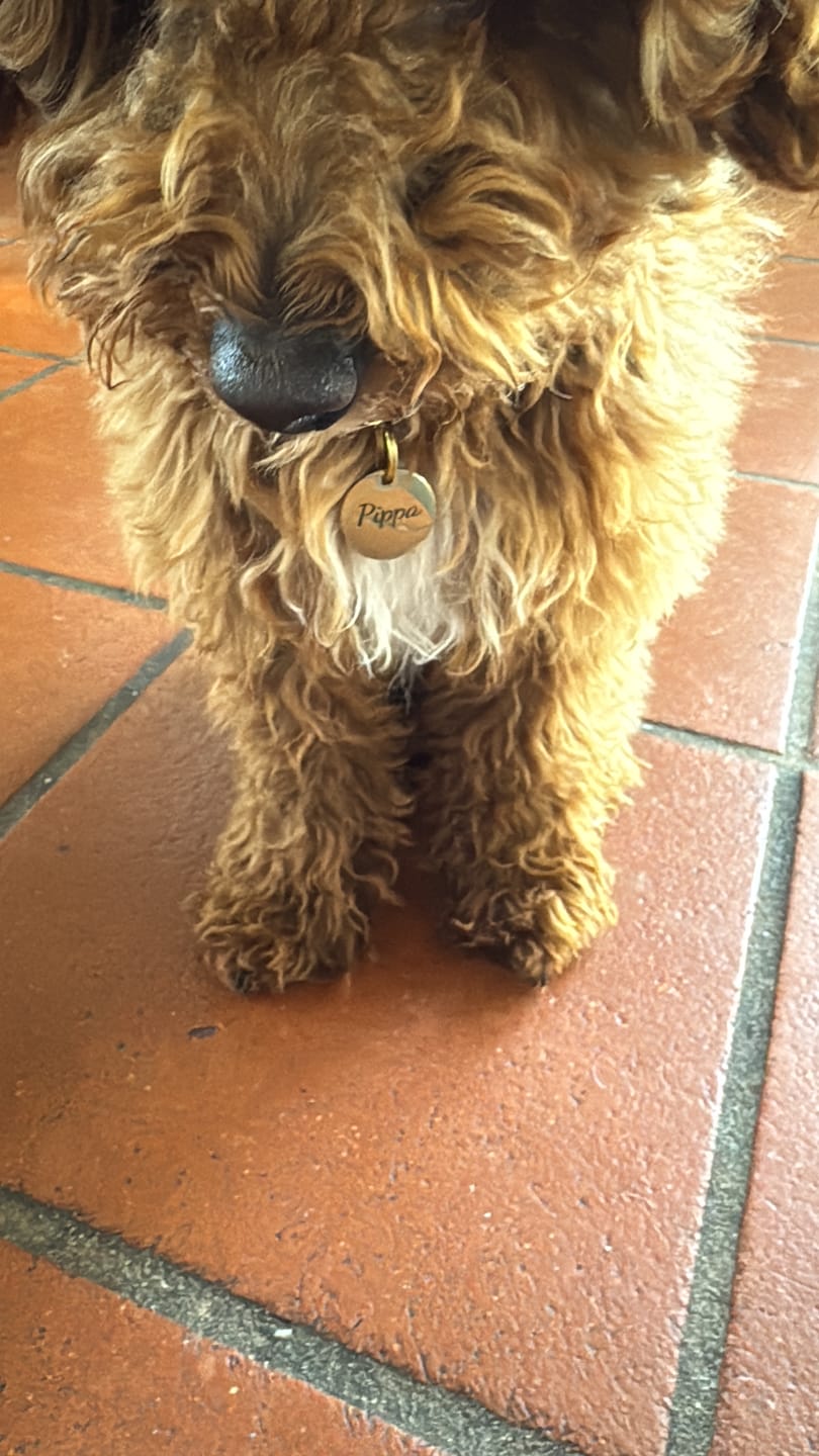 Customer photo review of Runde Hundemarke mit Gravur, Name und Telefon personalisiert